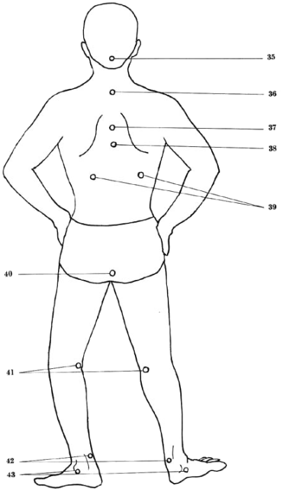 vital spots of the body - rear view